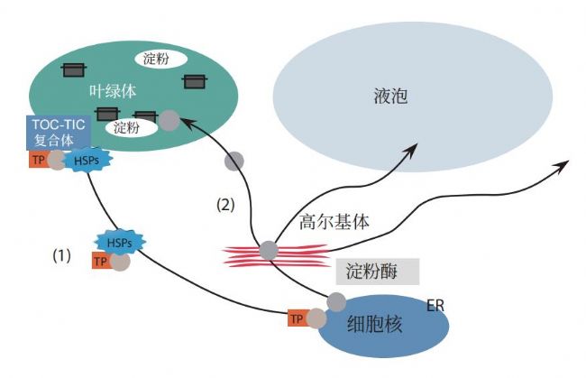 利用密度梯度超速离心法从水稻幼苗中分离和富集高尔基体