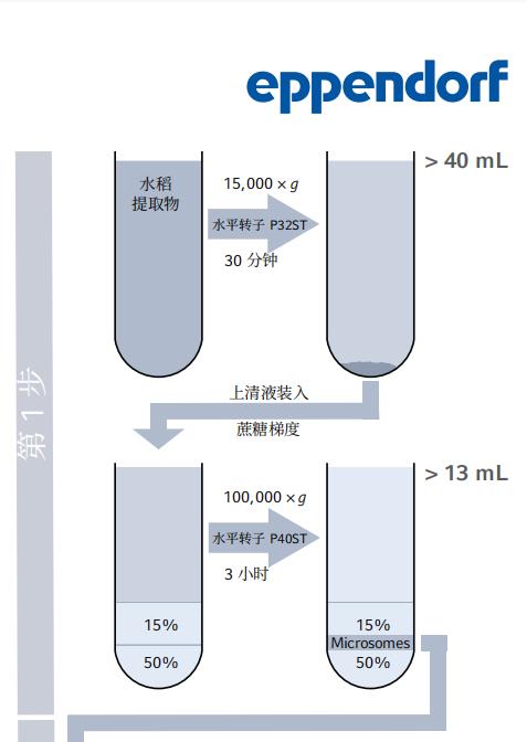 利用密度梯度超速离心法从水稻幼苗中分离和富集高尔基体